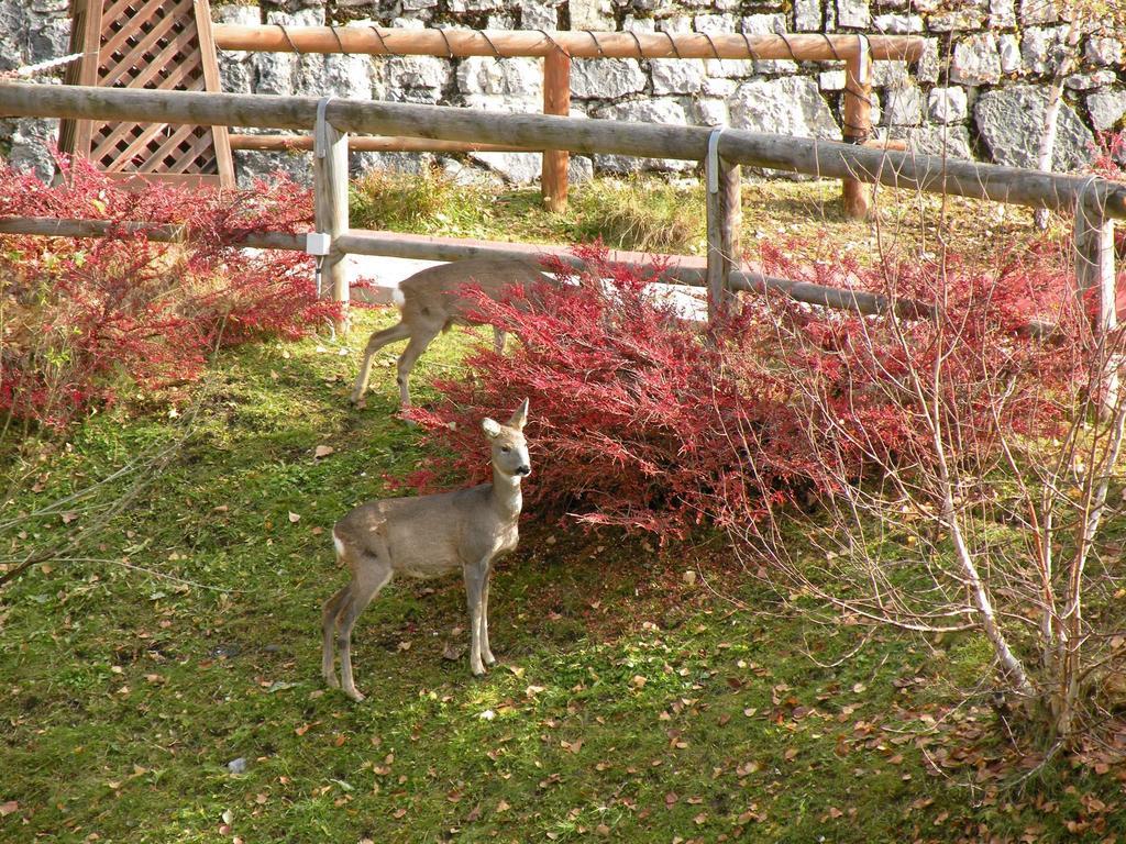 Hotel Garni Civetta Selva di Cadore Eksteriør bilde